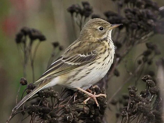 Птицы архангельской области фото с названиями Meadow Pipit (Anthus pratensis). Photo Gallery.Birds of Kazakhstan.