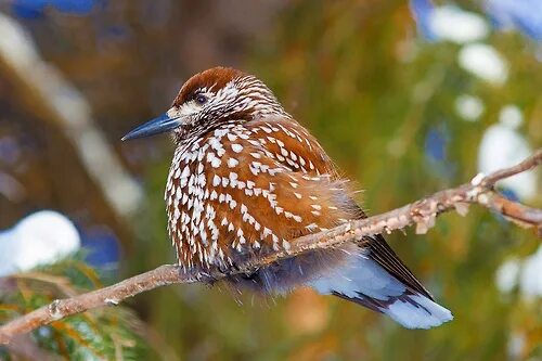 Птицы архангельской области фото с названиями emuwren Pet birds, Beautiful birds, Birds