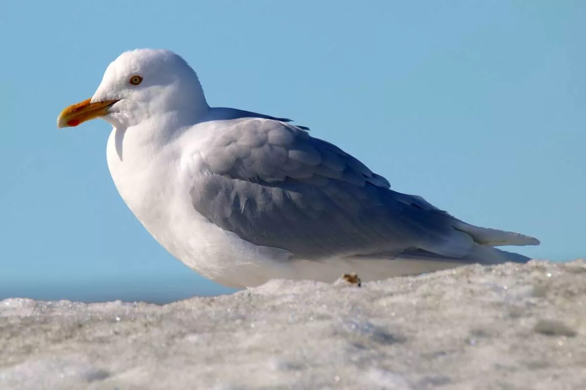 Птицы арктики фото Glaucous Gull (Larus hyperboreus). Birds of Siberia.