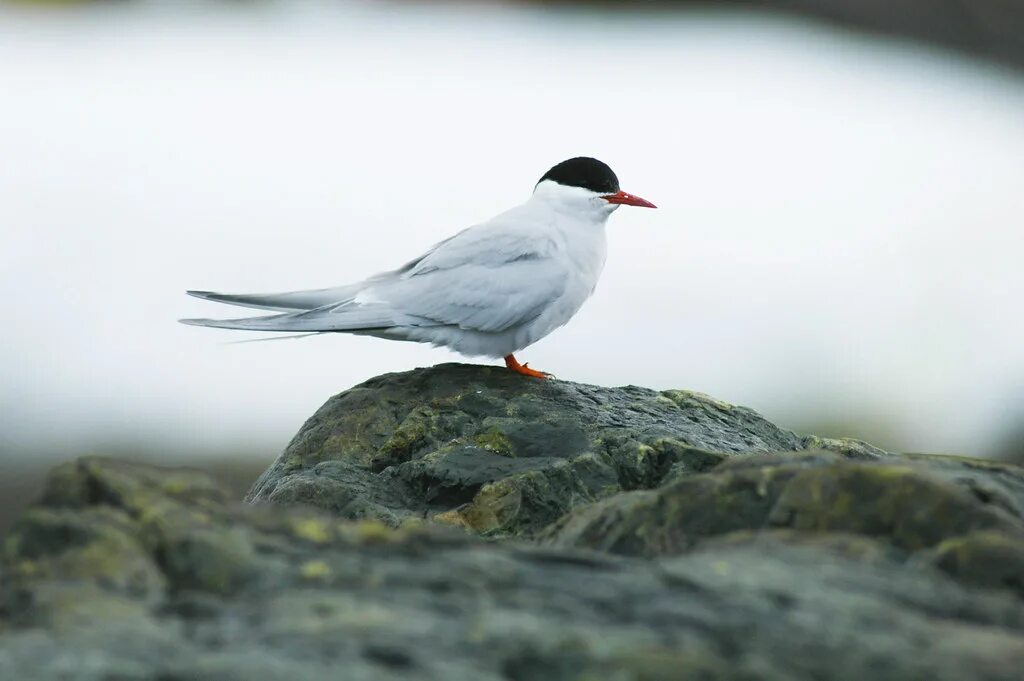 Птицы арктики фото Antarctic Tern (Sterna vittata) The Antarctic tern is the . Flickr