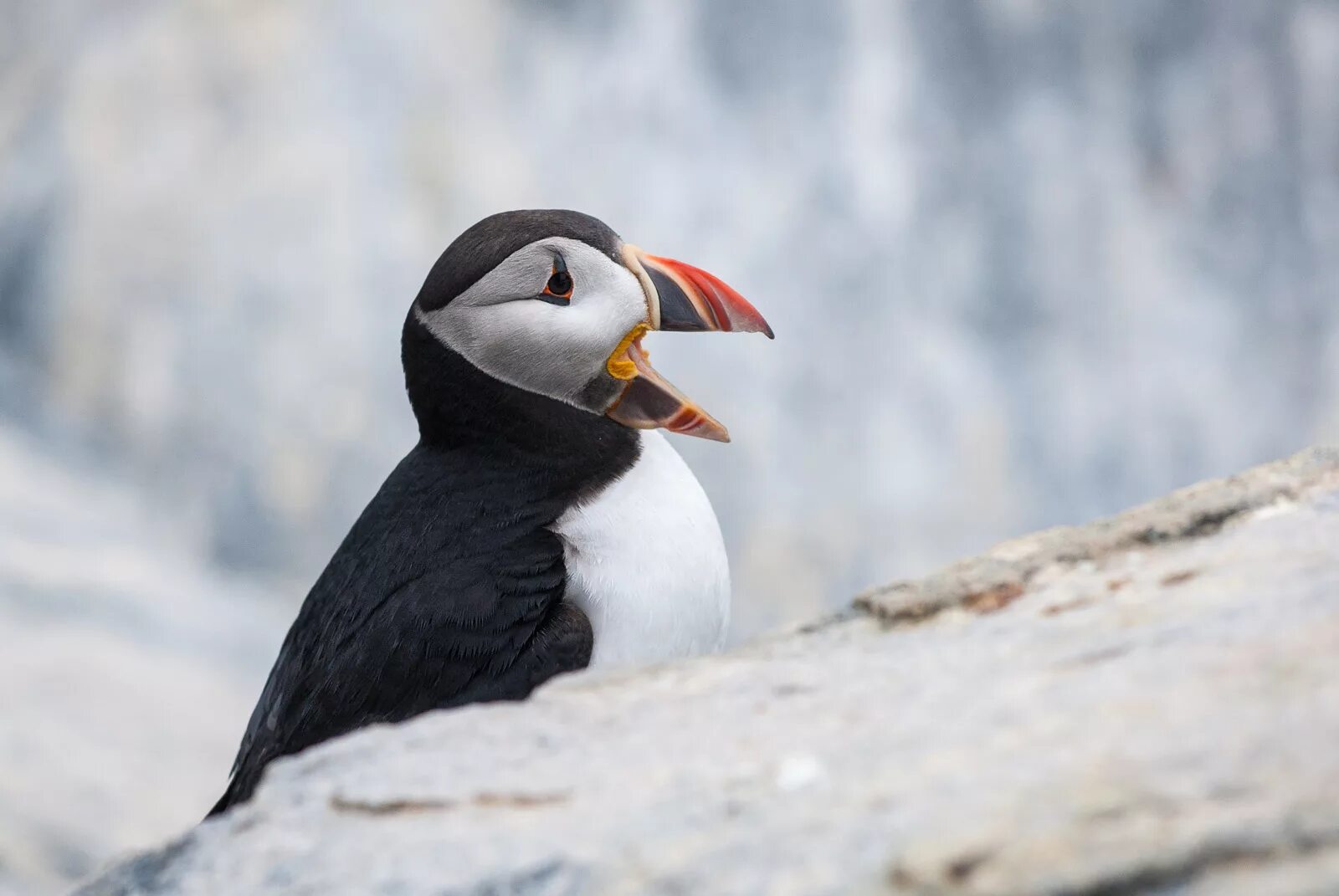 Птицы арктики фото Atlantic Puffin Sean Crane Photography