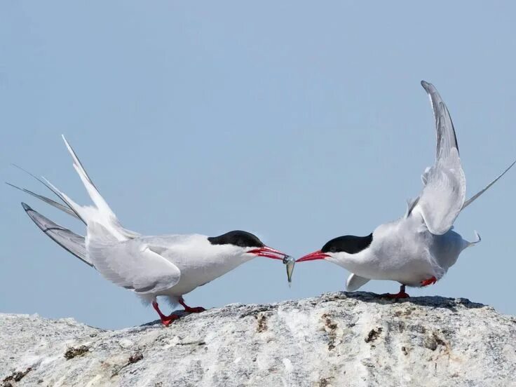 Птицы арктики фото Arctic Tern Breeding adult