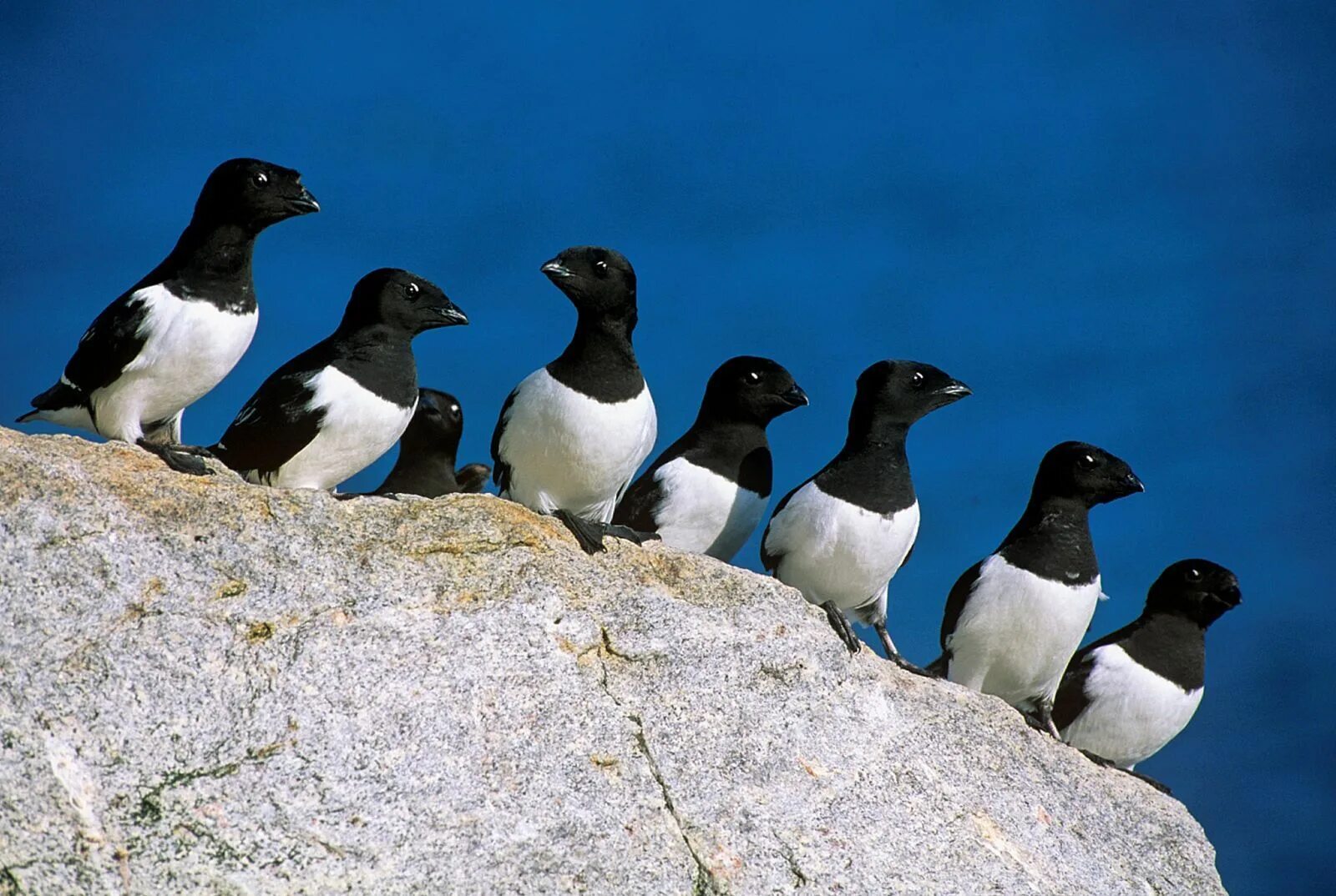 Птицы арктики фото с названиями The Little Auk is the most numerous bird in the Svalbard (Spitsbergen) archipela