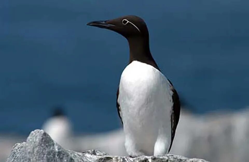 Птицы арктики фото с названиями Seabirds and Shorebirds - Alaska Nature and Science (U.S. National Park Service)