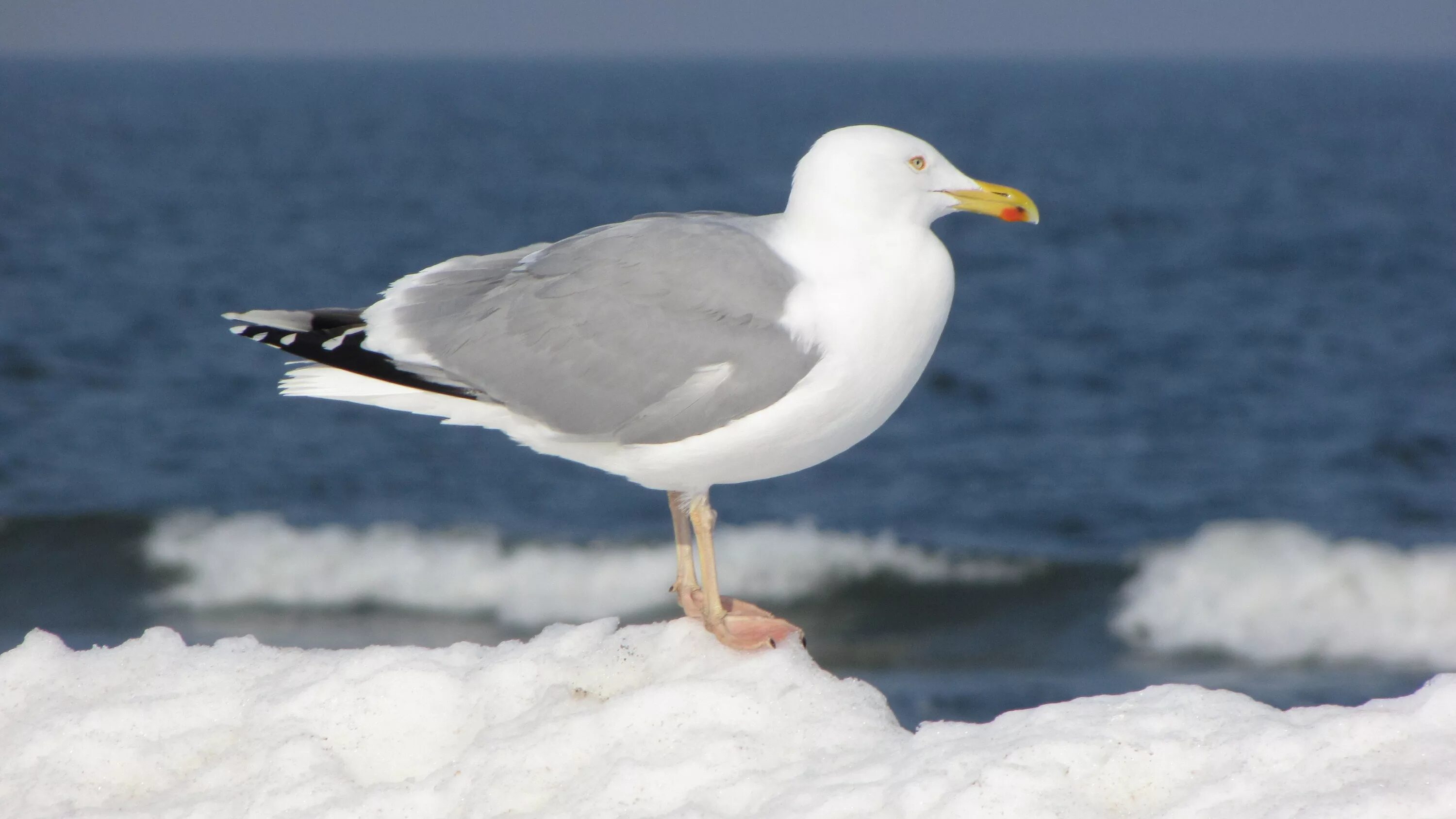 Птицы арктики фото с названиями Free Images : beach, coast, water, nature, winter, bird, wing, sky, wave, animal