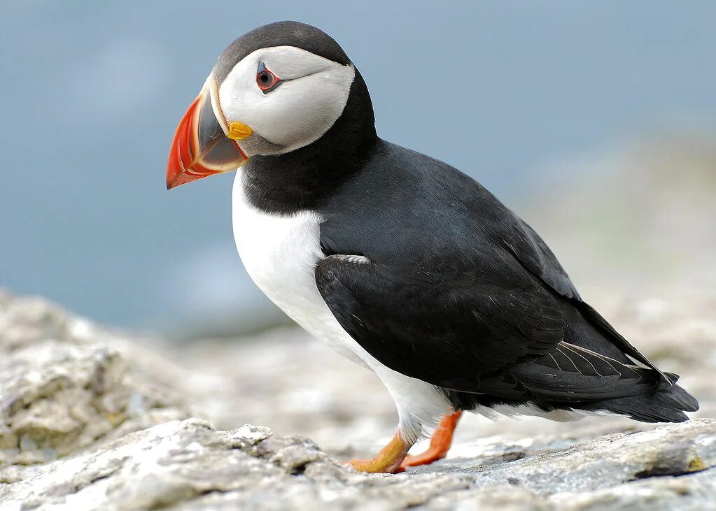 Птицы арктики фото с названиями Puffin (Fratercula arctica) The smallest species of Auk br. Flickr