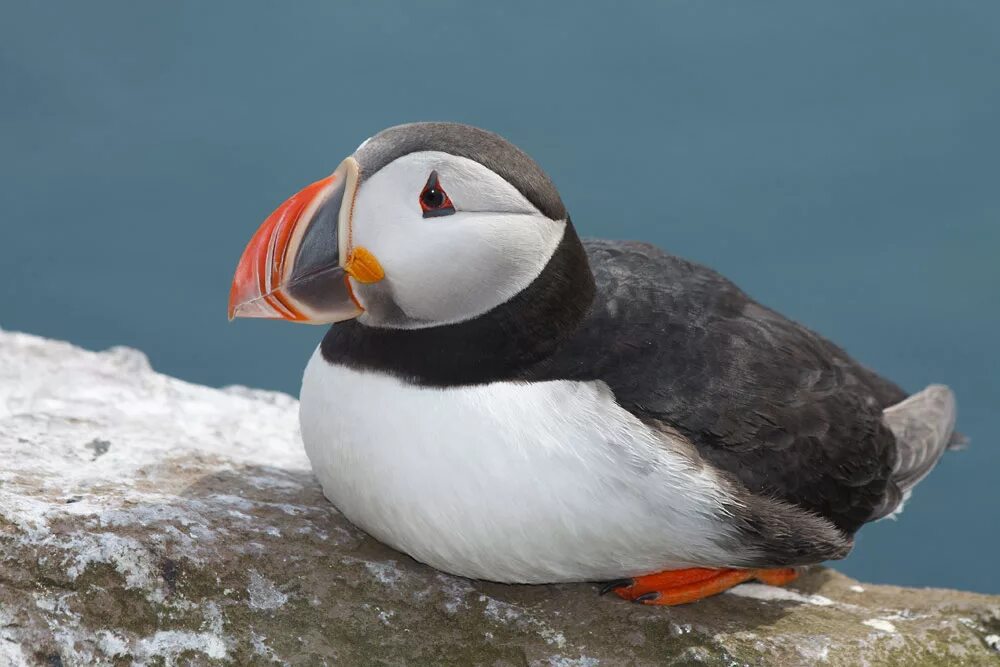 Птицы арктики фото с названиями File:Atlantic puffin 062.jpg - Wikimedia Commons