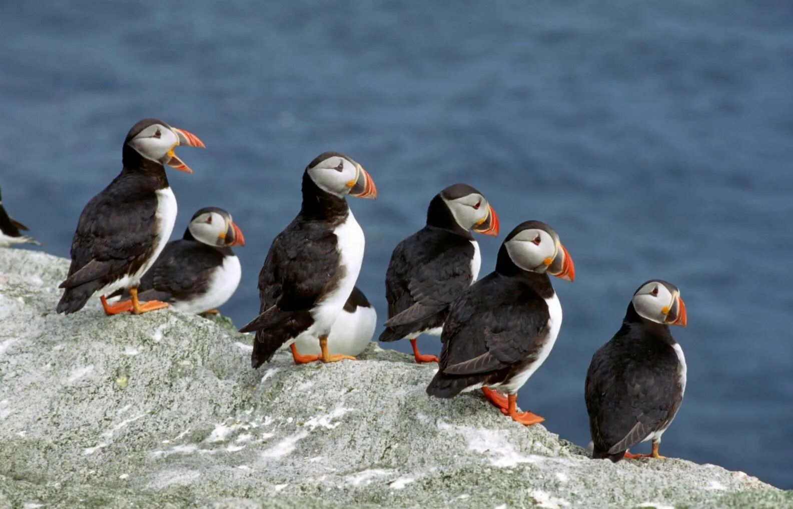 Птицы арктики фото с названиями A group of #puffins in the #Antarctica. Birds, Animals, Arctic