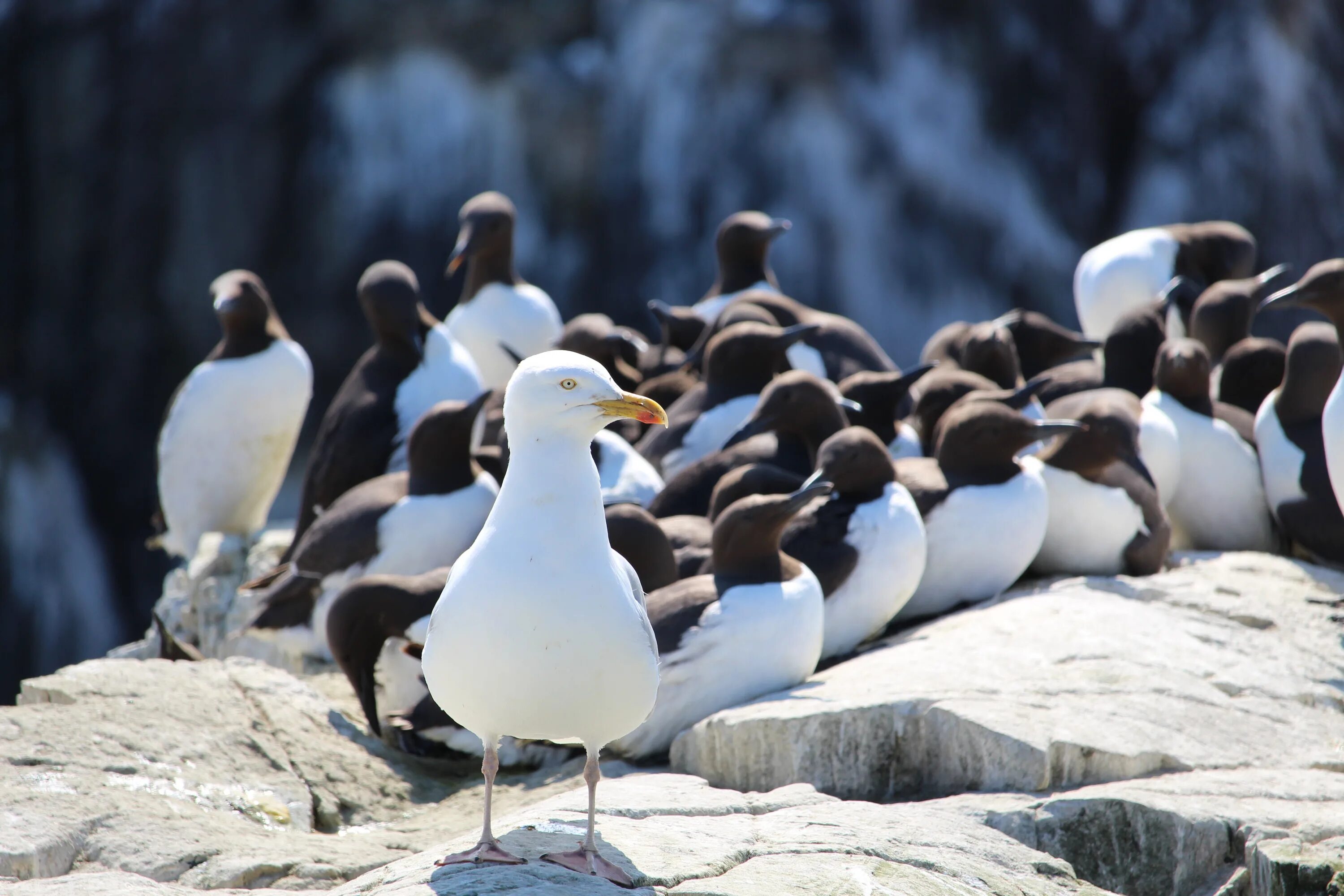 Птицы арктики фото с названиями Free Images : sea, nature, white, animal, seabird, seagull, cliff, wildlife, bea