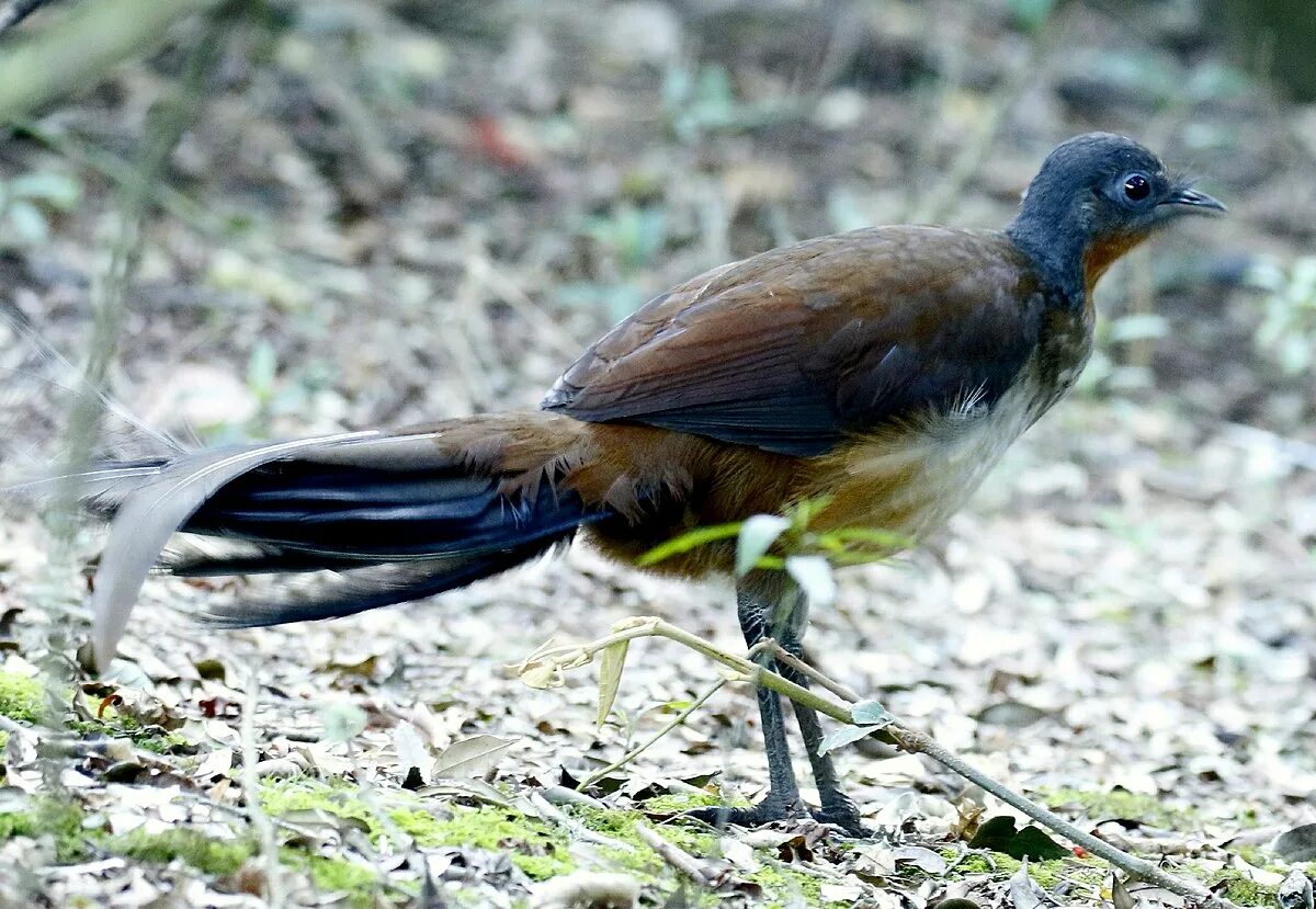 Птицы австралии фото File:Albert's lyrebird.jpg - Wikipedia