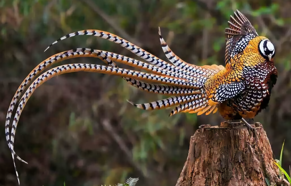 Птицы австралии фото Pin on Birds