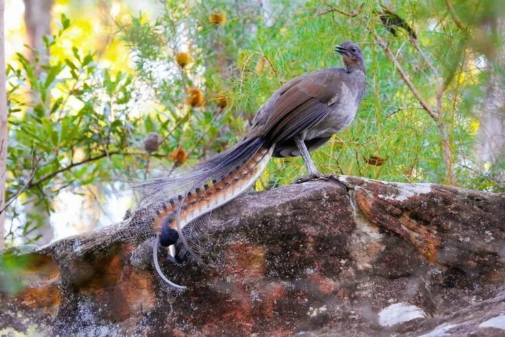 Птицы австралии фото I Photographed The Best Copycat Bird In The World, Lyrebird Australian animals, 