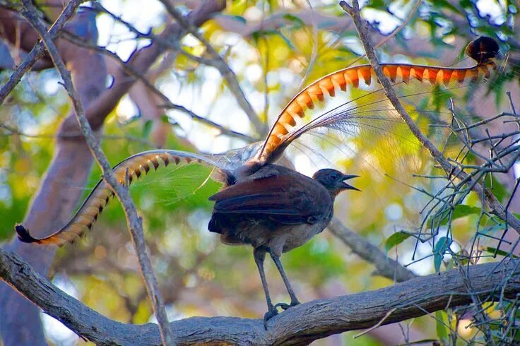 Птицы австралии фото lyrebird Bird, National parks, Animals