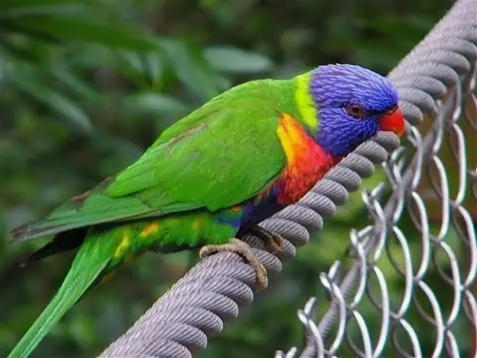 Птицы австралии фото National Geographic WILD BIRDS THE OUTBACK OF AUSTRALIA HD Full Documentary 2017