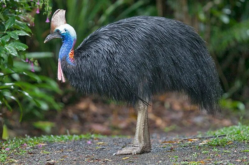 Птицы австралии фото Southern Cassowary, Kuranda, Queensland, Australia, November 2010 - click for la