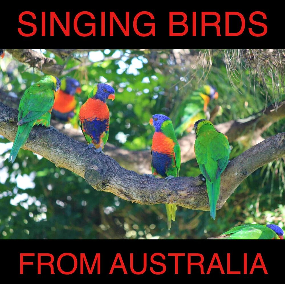 Птицы австралии фото Beautiful Singing Birds from Australia: Rainforest Evening Pat Barnes слушать он