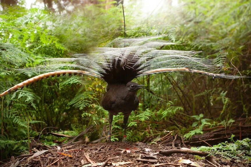 Птицы австралии фото с названиями Lyrebirds may mimic sound of 'mobbing' flock of birds to trick females into mati