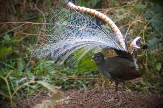 Птицы австралии фото с названиями Absurd Creature of the Week: The Bird That Does Unbelievable Impressions of Chai