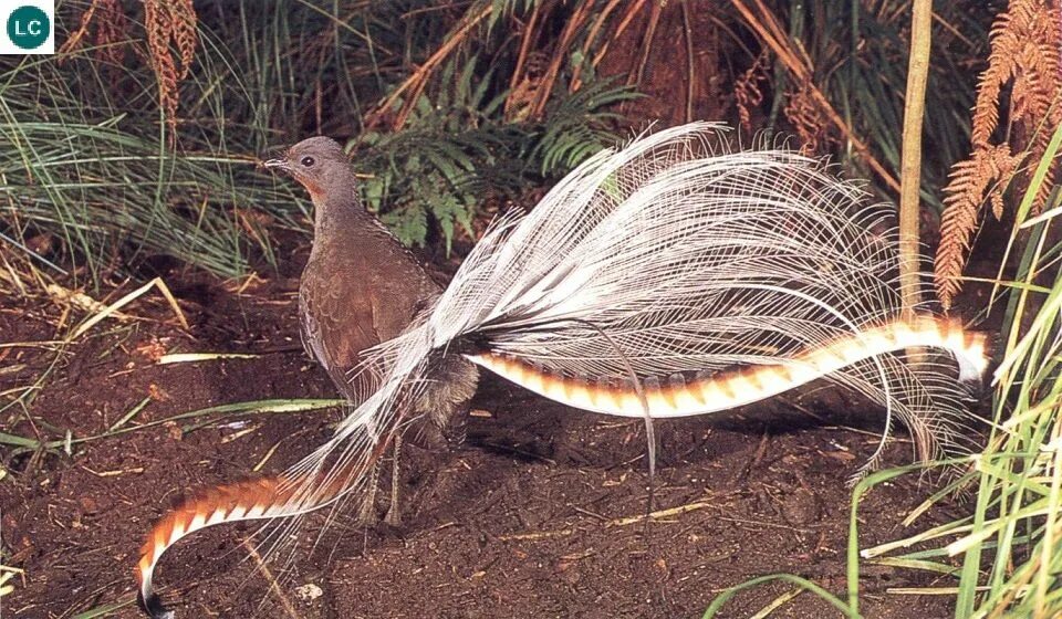 Птицы австралии фото с названиями Superb Lyrebird/Weringerong/Woorail (Menura novaehollandiae)(Menuridae) IUCN Red