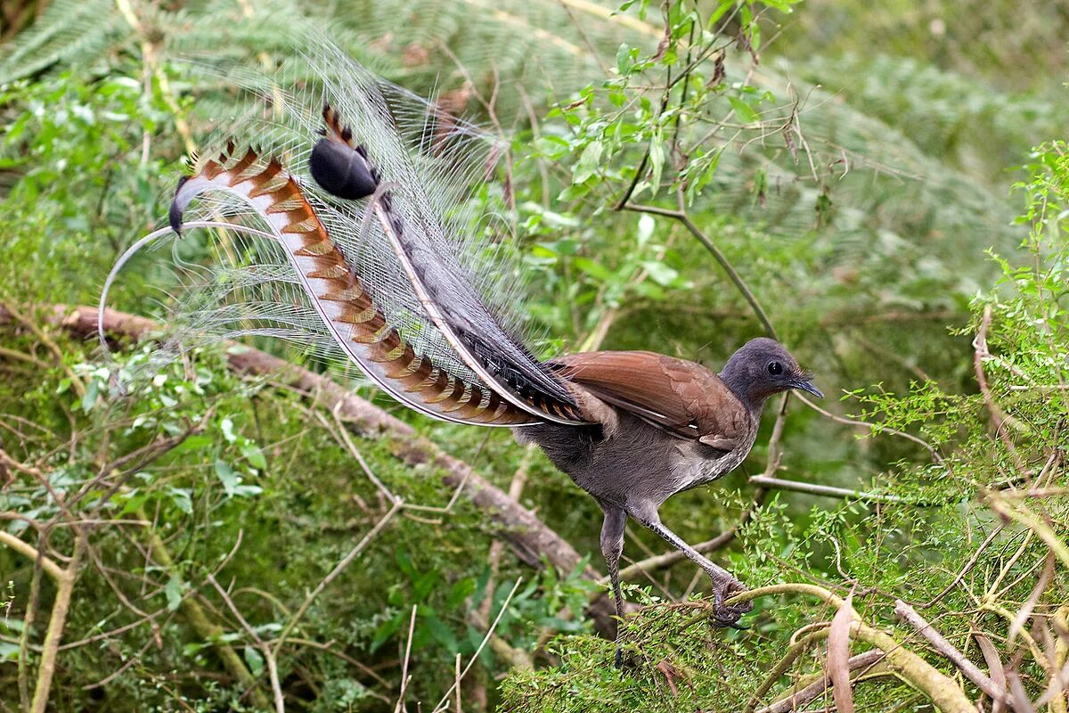 Птицы австралии фото с названиями Файл:Superb lyrbird in scrub-E.jpg - Википедия