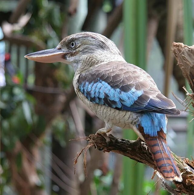 Птицы австралии фото с названиями File:Blue-winged Kookaburra (Dacelo leachii) -female.jpg - Wikipedia