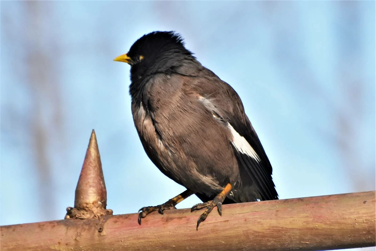 Птицы азии фото Common Mynah (Acridotheres tristis). Birds of Kyrgyzstan.