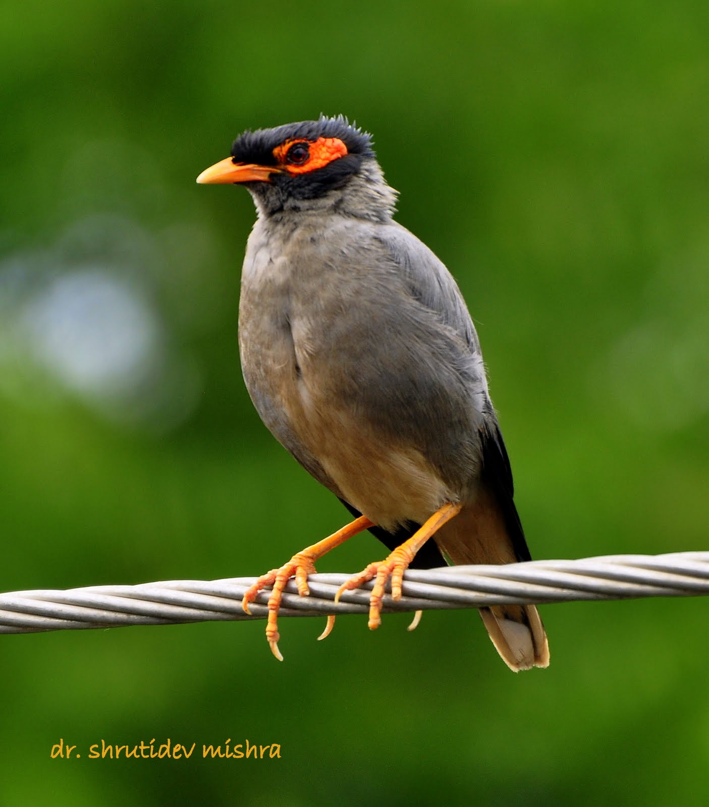 Птицы азии фото Indian Birds Photography: BirdPhotoIndia Bank Myna