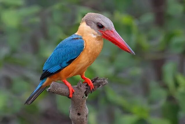 Птицы азии фото Stork-billed Kingfisher Kingfisher bird, Kingfisher, Pet birds