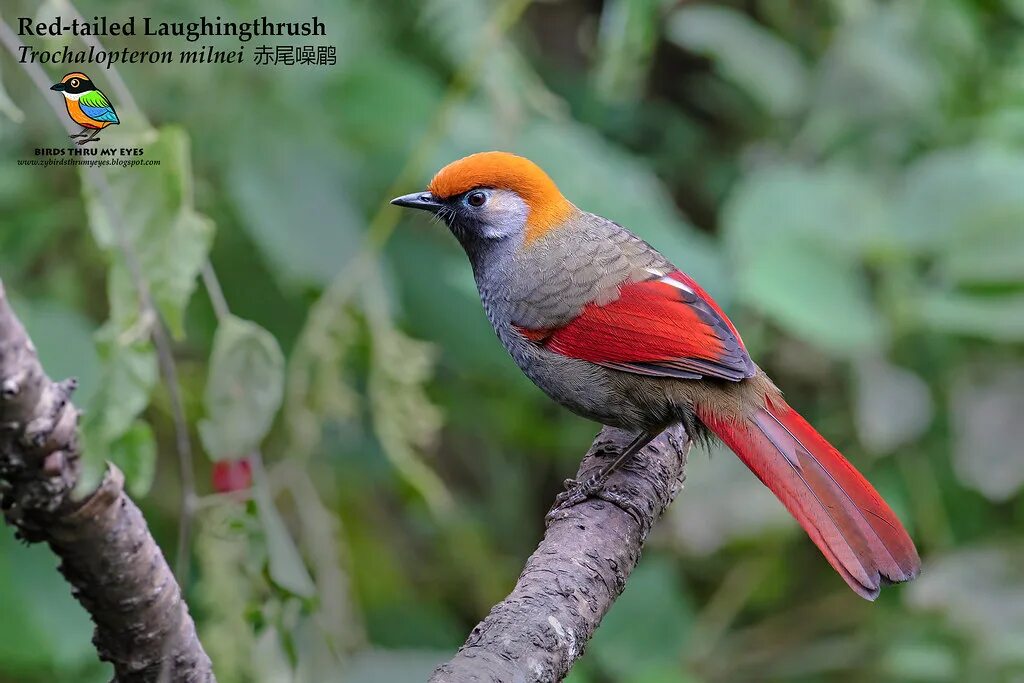 Птицы азии фото Red-tailed Laughingthrush (Trochalopteron milnei) 赤 尾 噪 鹛 - H. Flickr