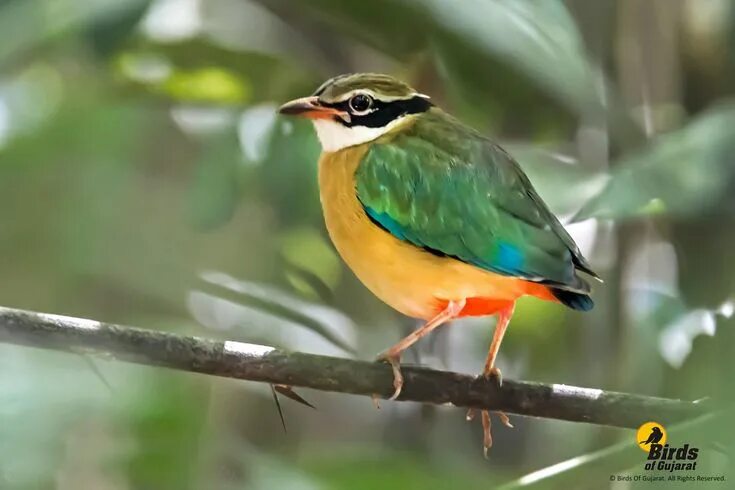 Птицы азии фото Pin on PITTA BIRDS