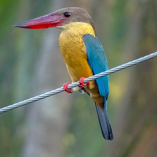 Птицы азии фото Файл:Pelargopsis capensis, Stork billed kingfisher 6.jpg - Википедия