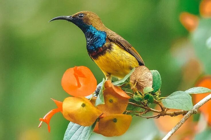 Птицы азии фото Birds of Koh Samui, Thailand: The Best Birds to See + FAQs, Gear, Tips Birds, Th