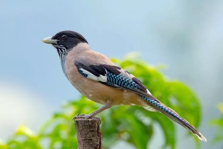 Птицы азии фото Black-headed Jay (Garrulus lanceolatus), Geai lancéolé, Asie du Sud Different bi