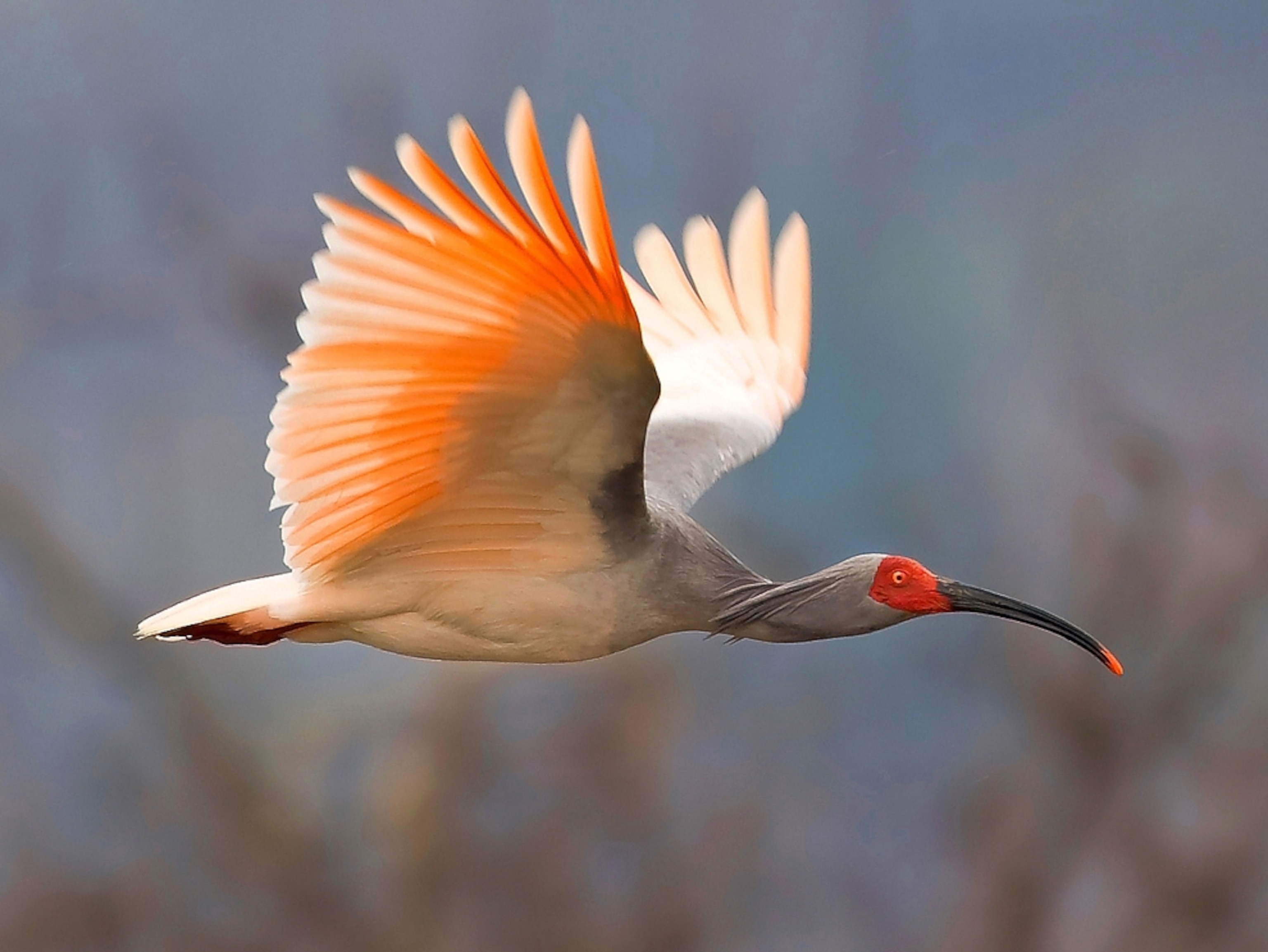 Птицы азии фото Oriental White Ibis