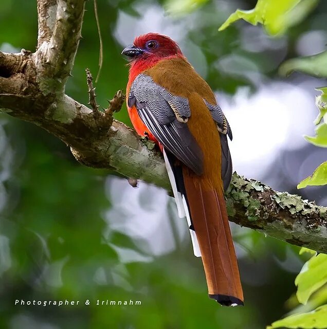 Птицы азии фото Red-hearded Trogon. (Harpactes erythrocephalus) Spezies