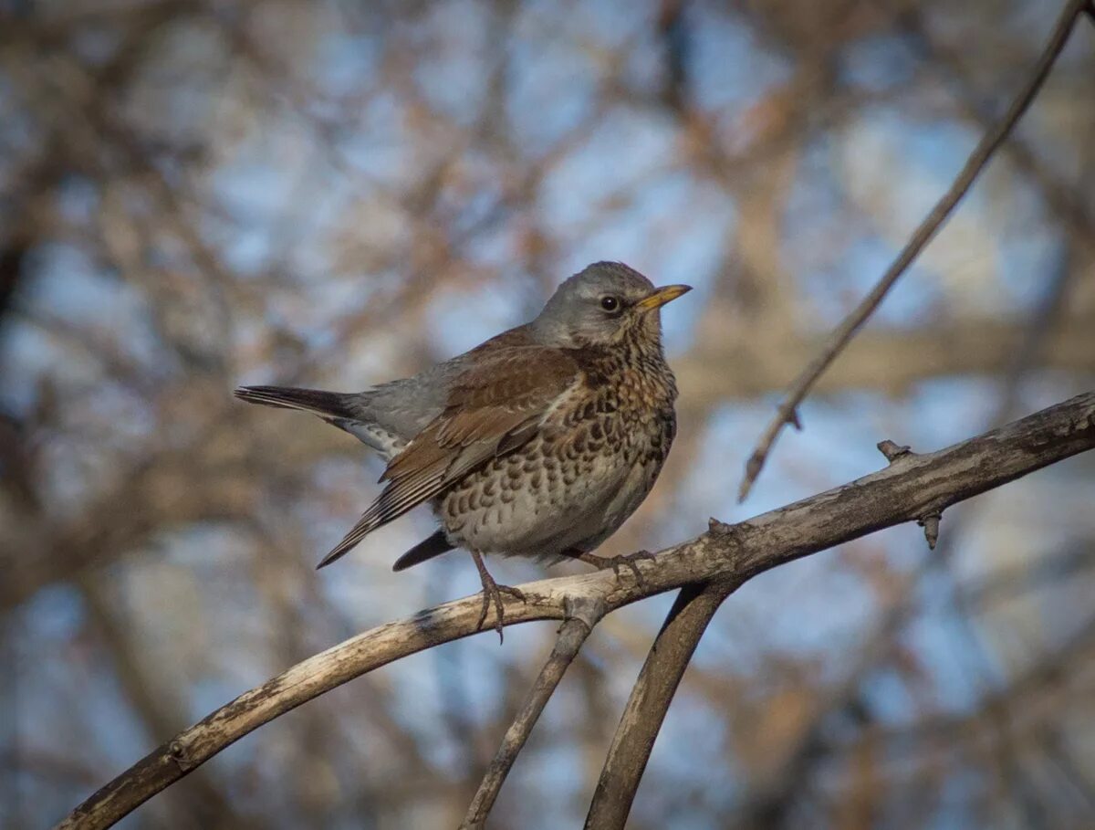 Птицы барнаула фото Fieldfare (Turdus pilaris). Birds of Siberia.