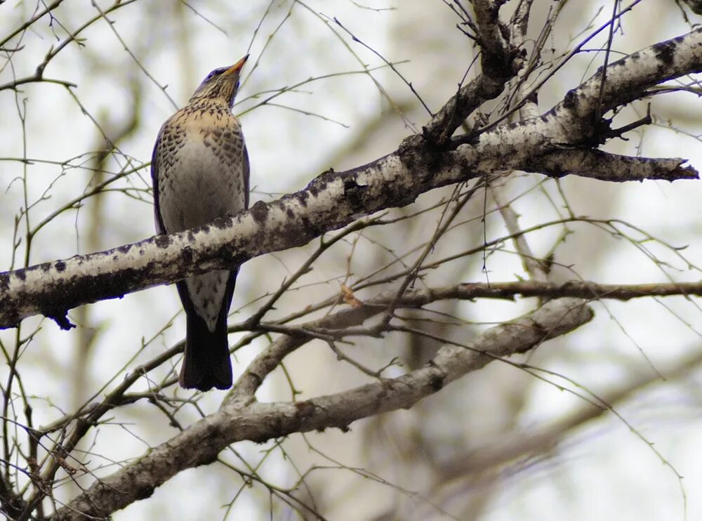 Птицы барнаула фото Рябинник (Turdus pilaris). Птицы Сибири.