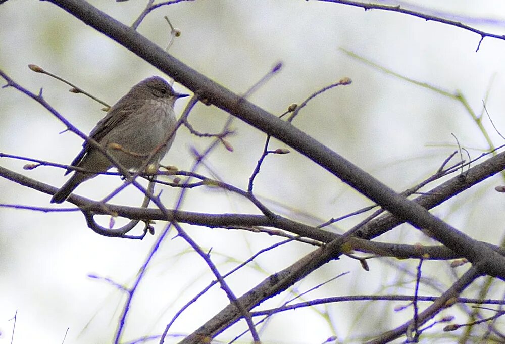 Птицы барнаула фото Spotted Flycatcher (Muscicapa striata). Birds of Siberia.