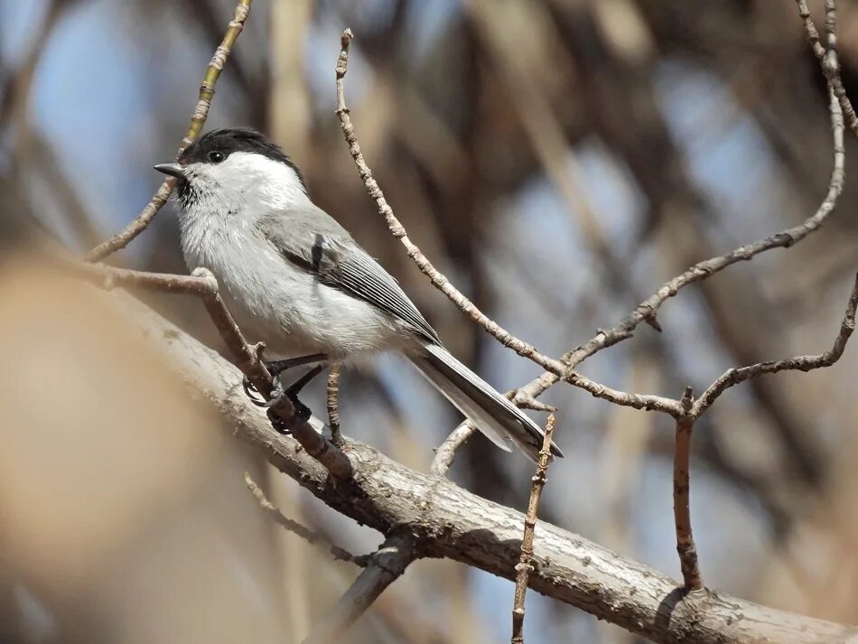 Птицы барнаула фото Пухляк (Parus montanus). Птицы Сибири.