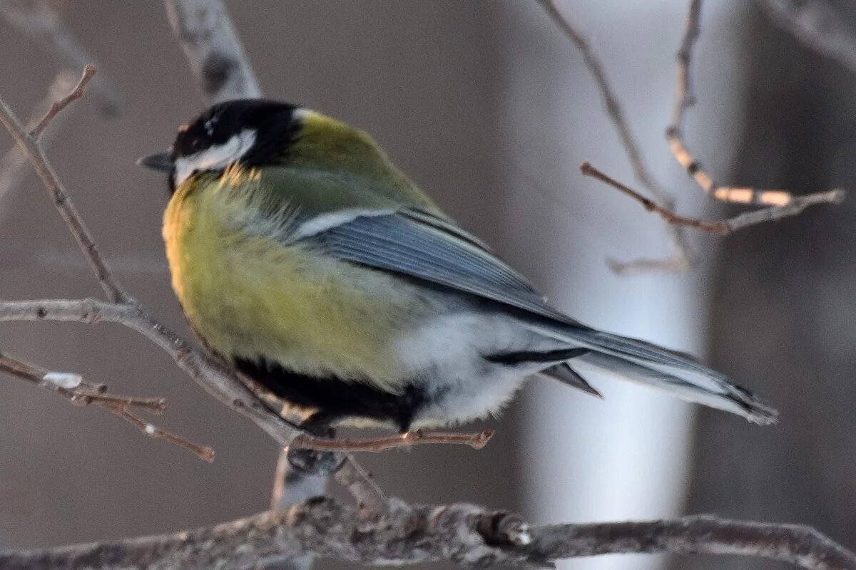 Птицы барнаула фото Большая синица (Parus major). Птицы Сибири.