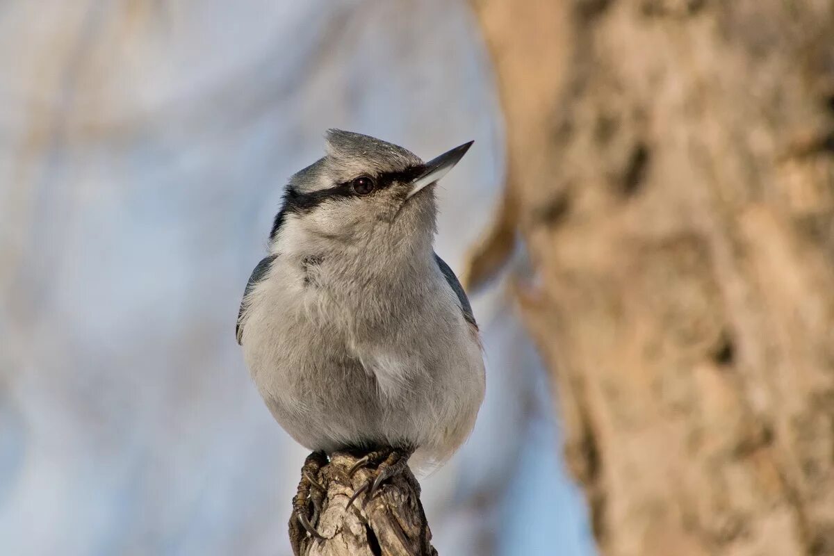 Птицы барнаула фото Eurasian Nuthatch (Sitta europaea). Birds of Siberia.