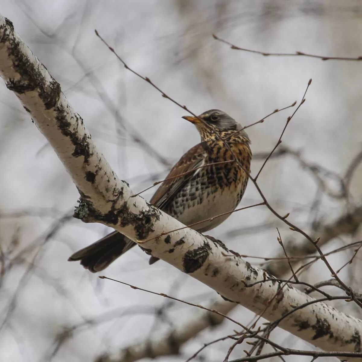 Птицы барнаула фото Fieldfare (Turdus pilaris). Birds of Siberia.