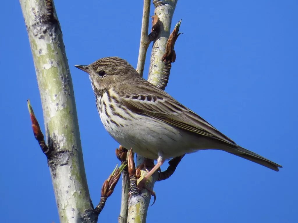 Птицы барнаула фото Tree Pipit (Anthus trivialis). Birds of Siberia.