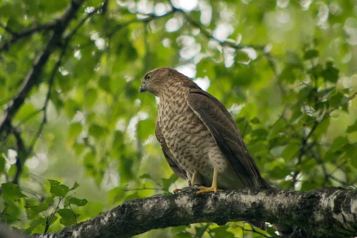 Птицы барнаула фото Перепелятник (Accipiter nisus). Птицы Сибири.