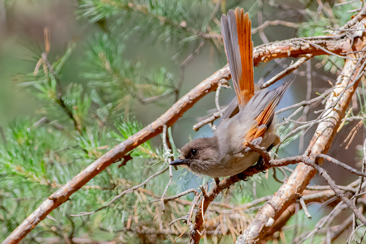 Птицы барнаула фото Siberian Jay (Perisoreus infaustus). Birds of Siberia.