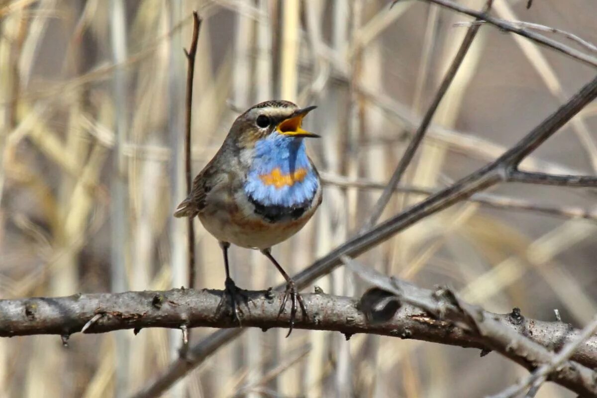 Птицы башкирии фото Bluethroat (Luscinia svecica). Birds of Siberia.