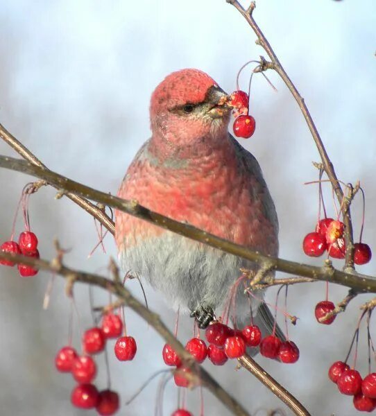 Птицы башкирии фото и описание Pine Grosbeak (avec images) Sapin