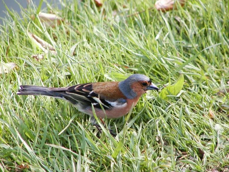 Птицы башкирии фото с названиями Small bird - Free Stock Photo by sn4tch on Stockvault.net