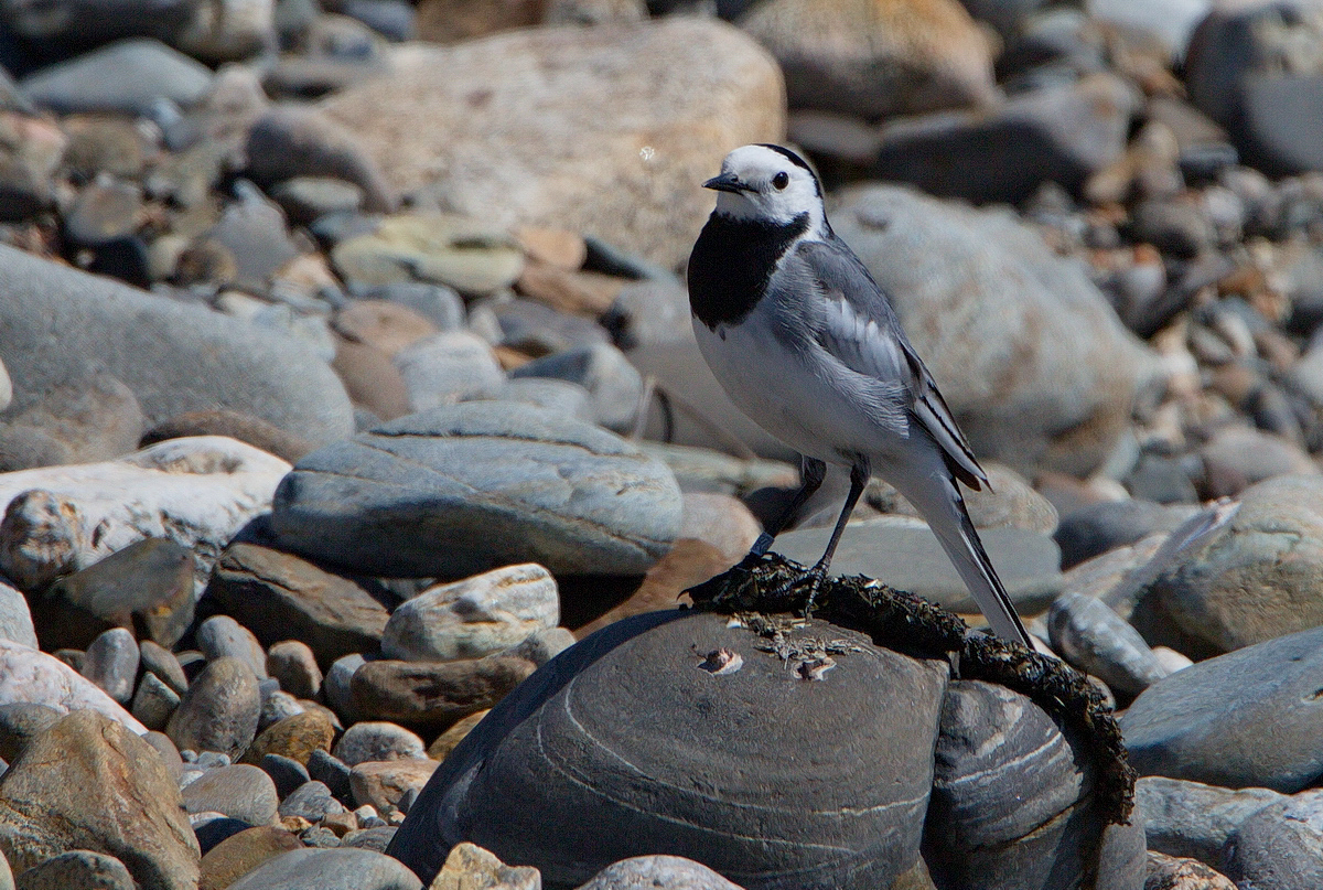 Птицы байкала фото White Wagtail (Motacilla alba baicalensis). Birds of Siberia.