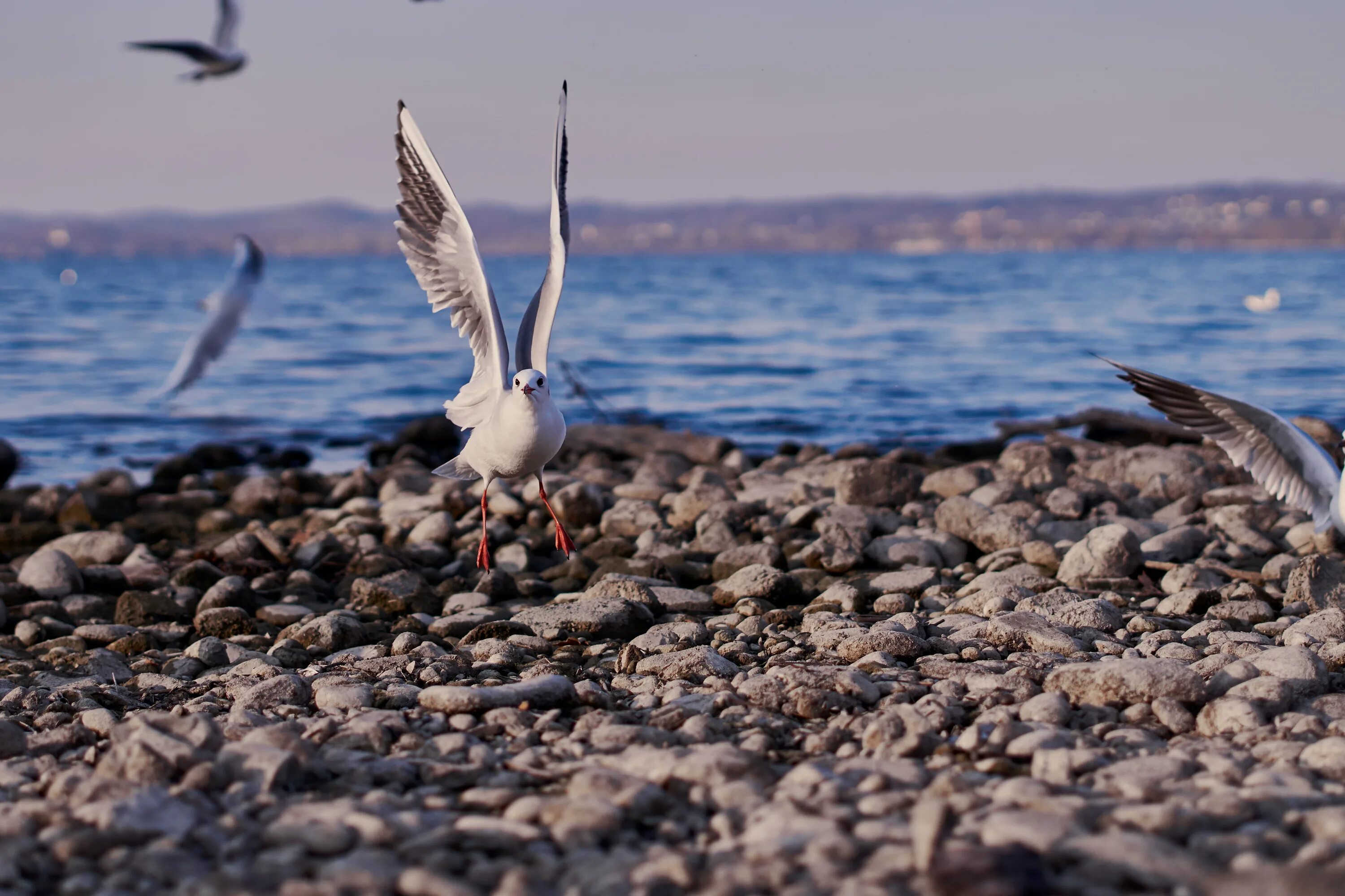 Птицы байкала фото Seagull Constance free image download